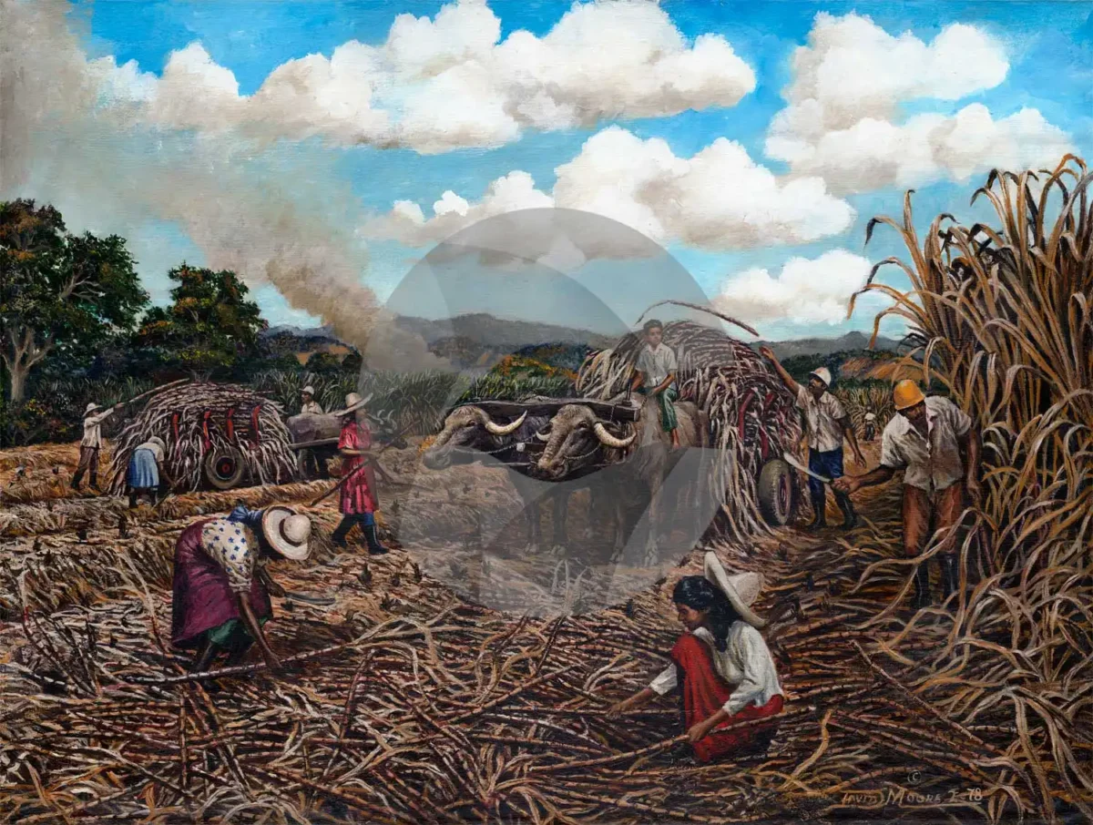 Cane Harvesting by David Moore